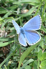 Polyommatus bellargus