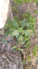 Parietaria judaica