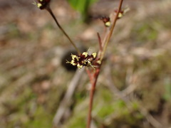 Luzula acuminata
