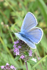 Polyommatus bellargus