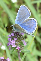 Polyommatus bellargus