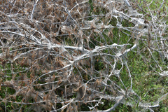 Yponomeuta evonymella