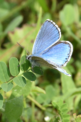 Polyommatus bellargus