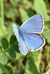 Polyommatus bellargus