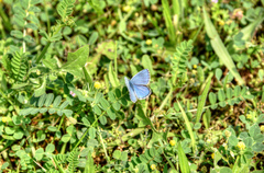 Polyommatus bellargus