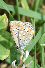 Polyommatus icarus