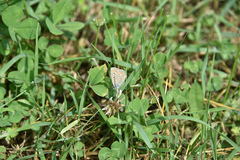 Polyommatus icarus