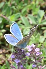 Polyommatus bellargus