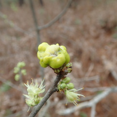 Exobasidium symploci