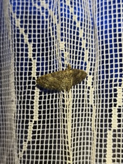 Eupithecia dodoneata