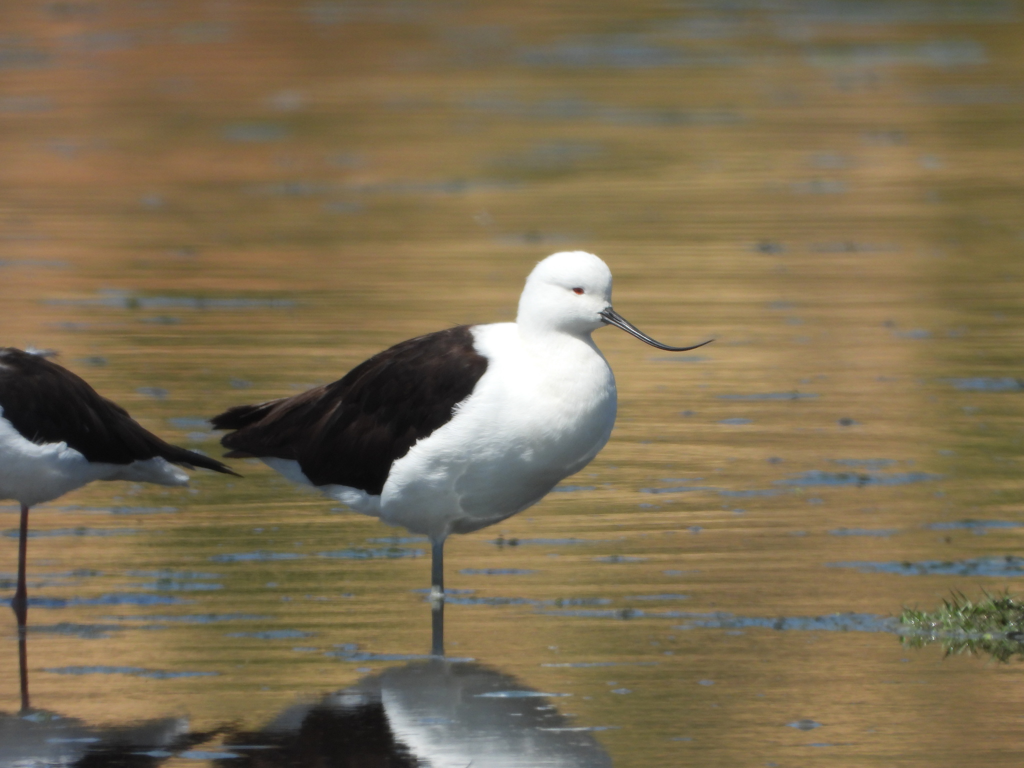 Andean Avocet (Recurvirostra andina), photo 7