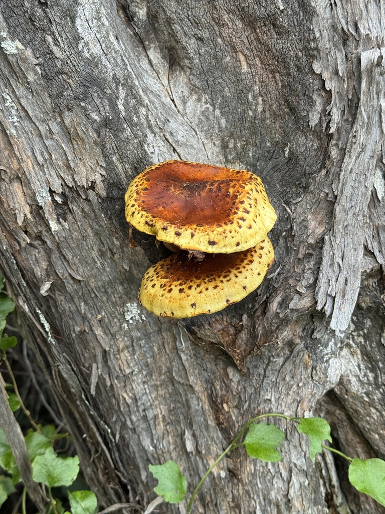 Pholiota glutinosa · April 2026 · photo: © iandickie (iNaturalist, cc-by)