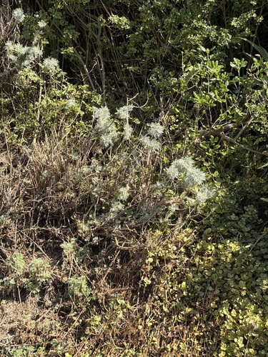 Artemisia arborescens, photograph 6