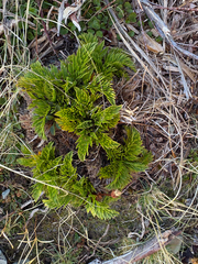 Aciphylla dissecta, photograph (c) Richard Littauer, some rights reserved (CC BY)