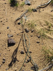 Androstephium breviflorum