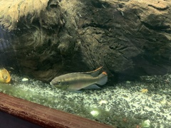 Pelvicachromis pulcher