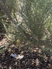 Carmichaelia odorata