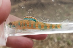 Etheostoma stigmaeum