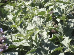 Sphaeralcea sulphurea