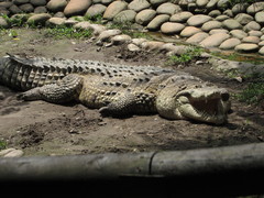 Crocodylus intermedius