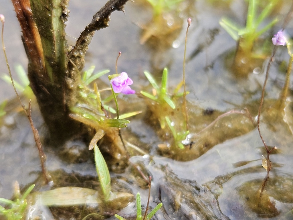 Utricularia costata P.Taylor