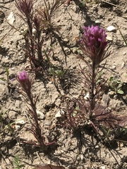 Castilleja exserta