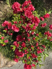 Rhododendron simsii