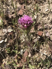 Castilleja exserta