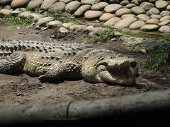 Crocodylus intermedius