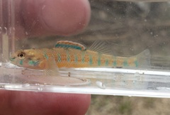 Etheostoma stigmaeum