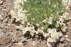 Astragalus calycosus calycosus