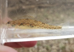 Etheostoma stigmaeum