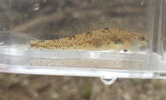 Etheostoma stigmaeum