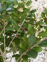 Apis mellifera