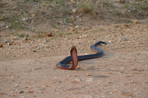 Red-bellied Black Snake, photo 3 of 10