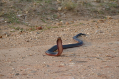 Australian Black Snake photo 3