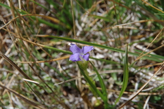 Gentianopsis simplex