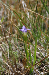 Gentianopsis simplex