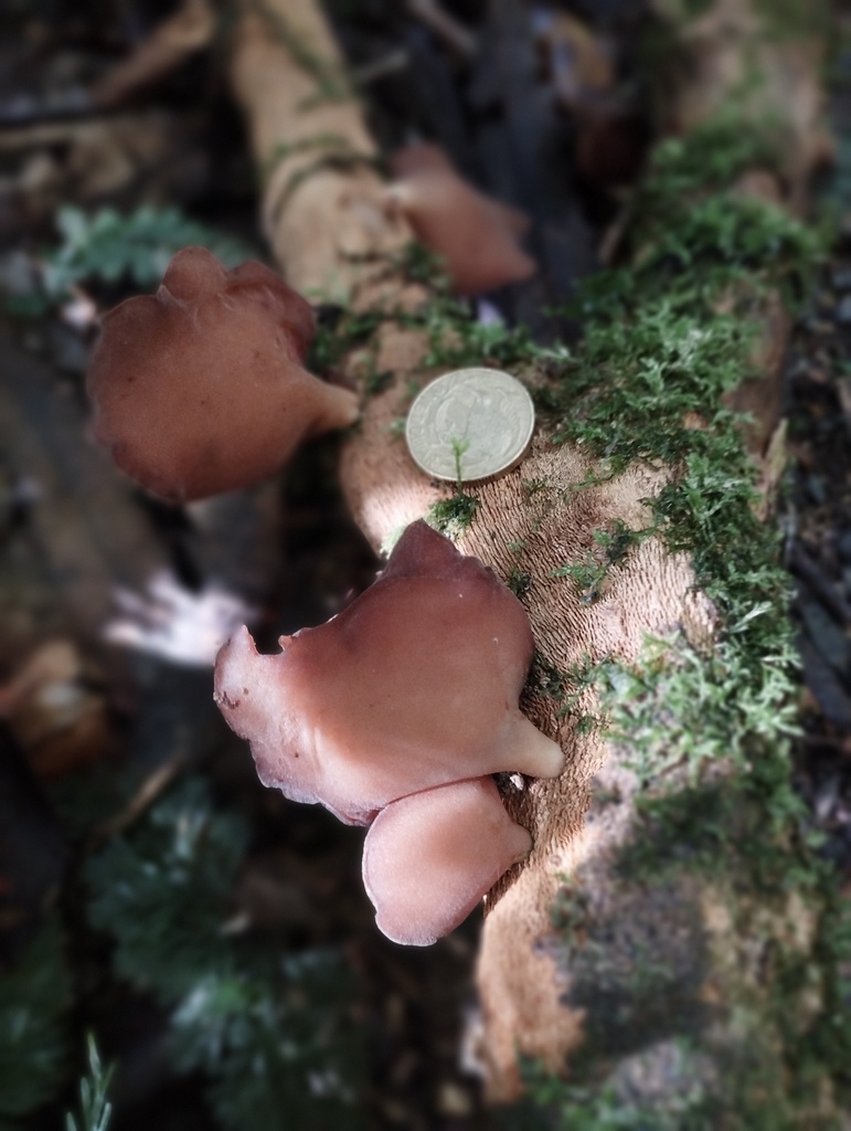 Auricularia cornea · April 2026 · photo: © geoffr (iNaturalist, cc0)