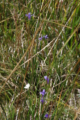 Gentianopsis simplex