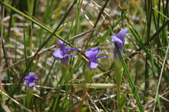 Gentianopsis simplex