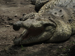 Crocodylus intermedius