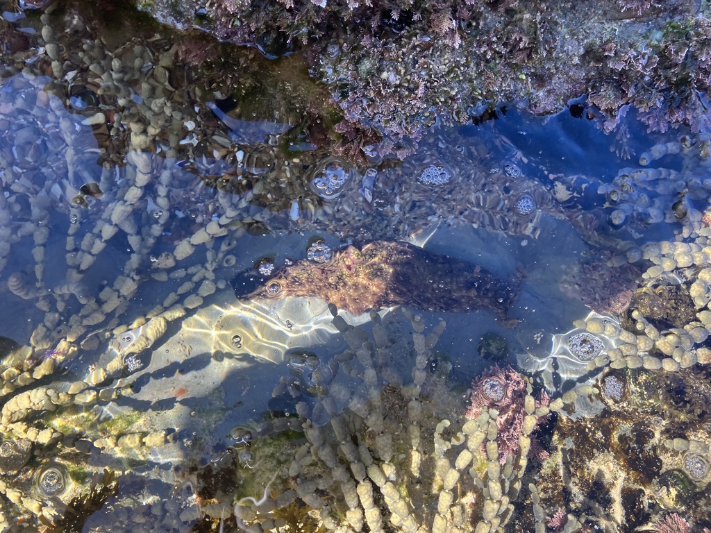 Ocellate Sea Hare