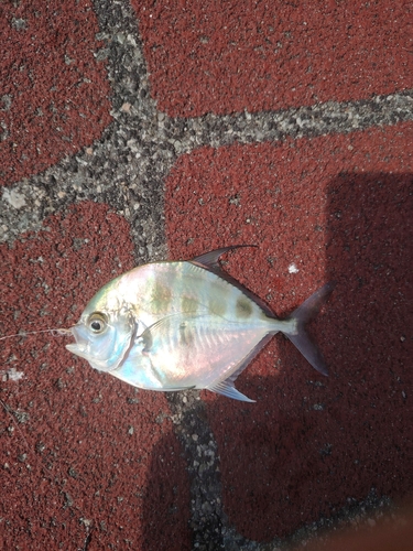 Carangoides armatus observed 2026-03-31