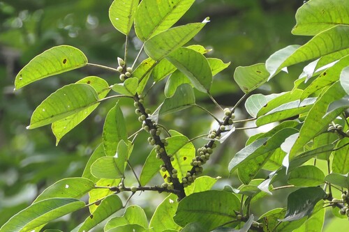Ficus tsjakela observed 2026-02-01
