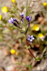 Allophyllum gilioides violaceum