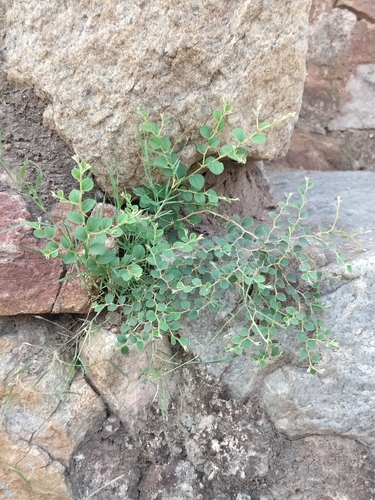 Ziziphus nummularia, photograph 4