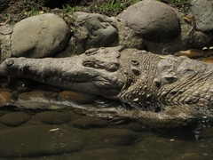 Crocodylus intermedius