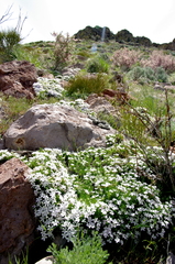 Phlox diffusa