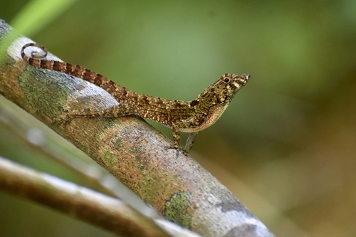 Bueycito Anole